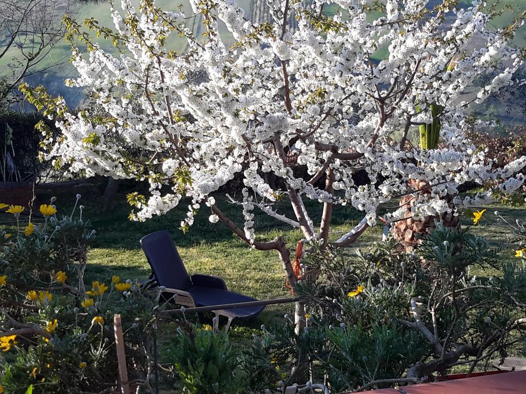 B&B L'Albero Di Antonia Atri Dış mekan fotoğraf